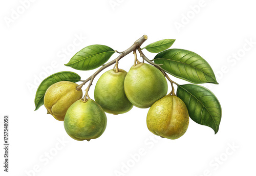 Wallpaper Mural Digital illustration of mangosteen fruits hanging on a branch with green leaves Torontodigital.ca