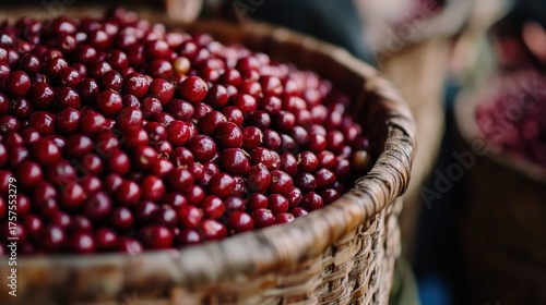 Dark red coffee cherries in wicker basket close up