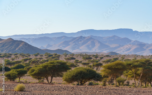 Hazy Mountains with Acacia Trees, Anti-Atlas, Morocco