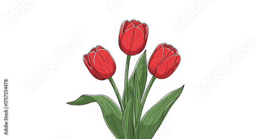 A beautiful hand drawn illustration of three vibrant red tulips with green leaves and stems.