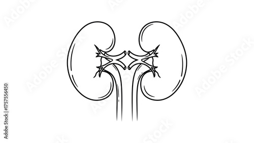 Kidney Anatomy Outline Icon kidneys organ