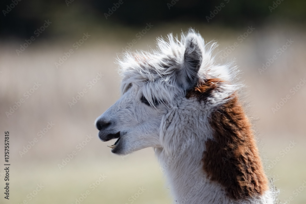 Obraz premium Alpaca