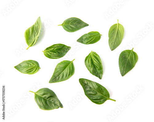 Fresh green basil leaves, isolated on white background.