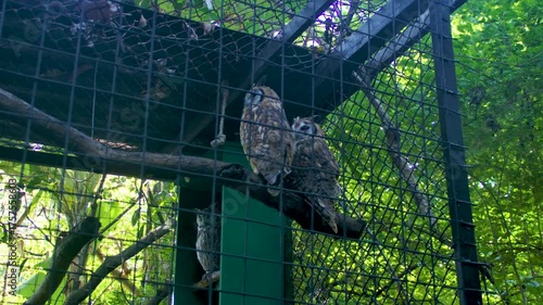 Wallpaper Mural Costa Rica  A zoom in on three owls in the Costa Rica Animal Sanctuary Torontodigital.ca