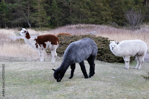 Alpaca