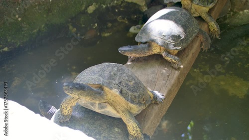 Wallpaper Mural Costa Rica A view of large turtles in the Costa Rica Animal Sanctuary Torontodigital.ca