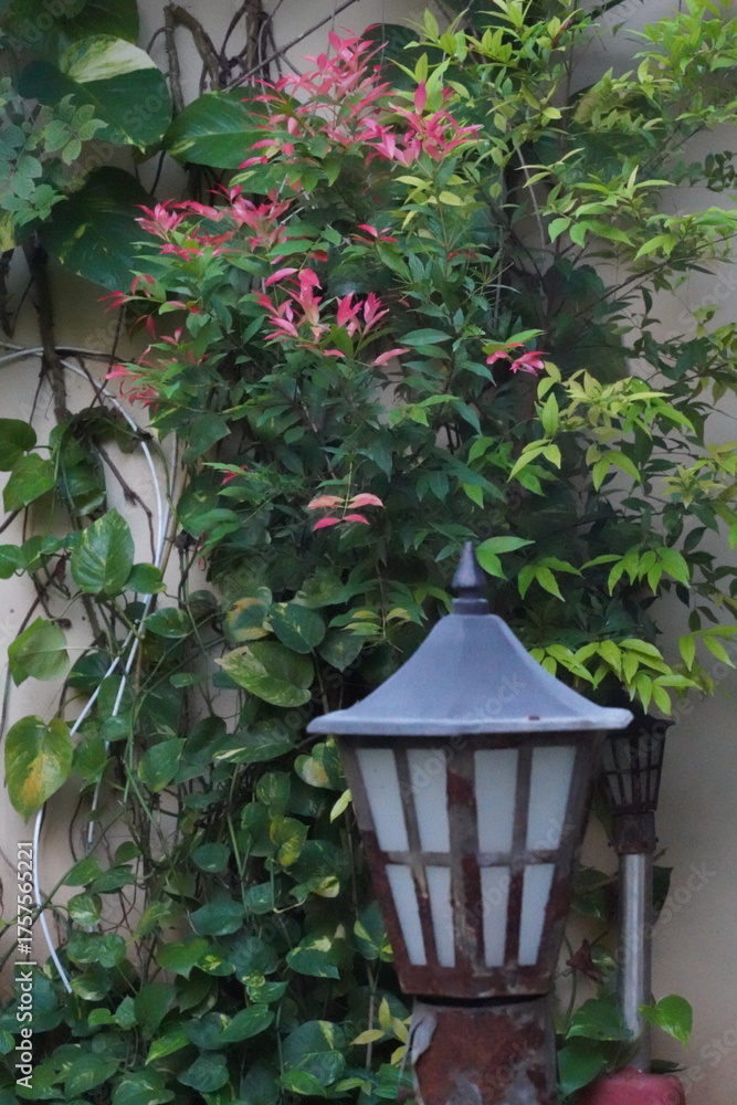 Fototapeta premium Rustic garden lamp with lush green foliage and pink leaves