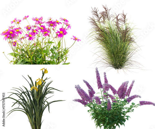 A diverse collection of four popular garden plants, including flowers and ornamental grass, isolated on a white background.