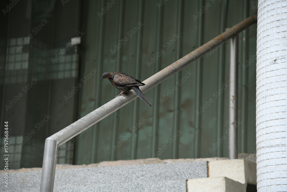 Obraz premium 台湾のカノコバト