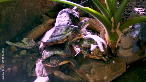 Wallpaper Mural Costa Rica A zoom in on more small turtles in the Costa Rica Animal Sanctuary Torontodigital.ca