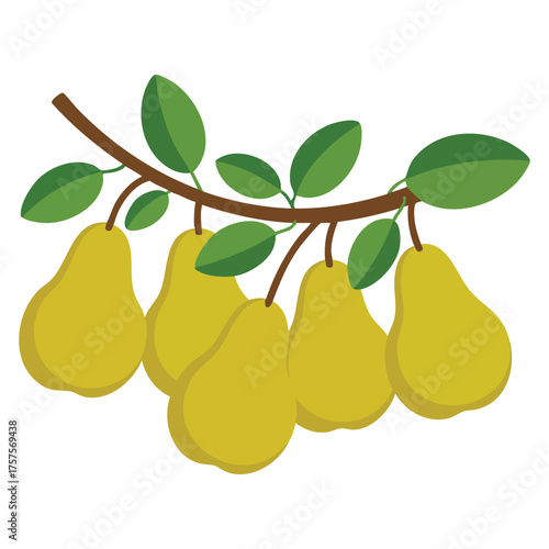  Hand drawn pears hanging on a branch with leaves