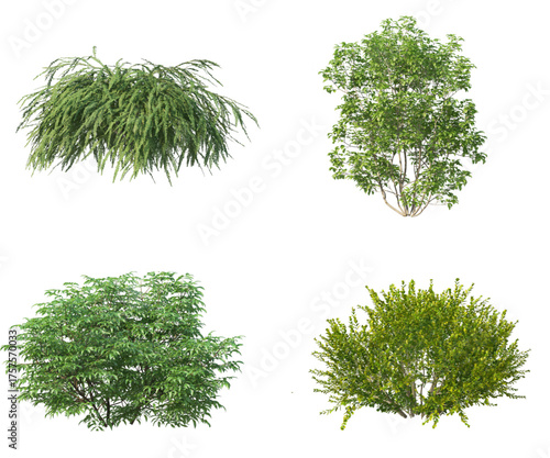 A collection of four different types of green bushes and shrubs isolated against a plain white background.