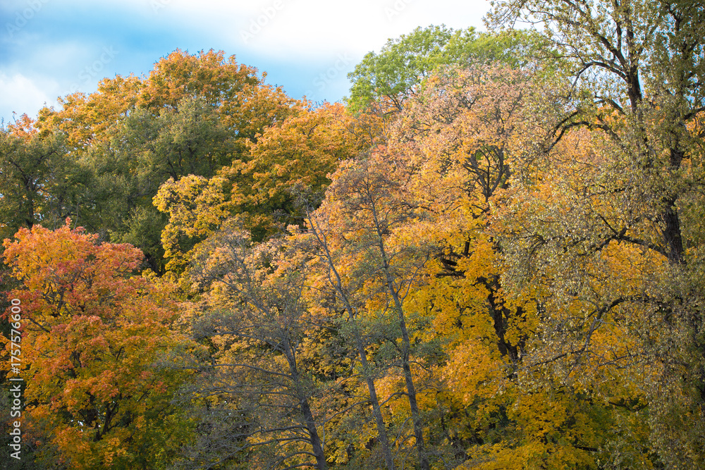 Fototapeta premium Close-up of treetops with dense foliage showcasing vibrant autumn colors: shades of yellow, gold, orange, and green. Blue sky peeks out in the background.