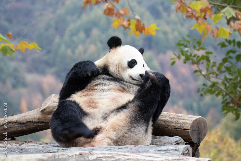 Naklejka premium Funny Pose of Itchy panda , China