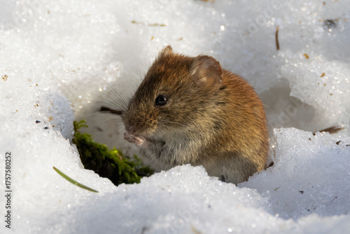 Bank vole