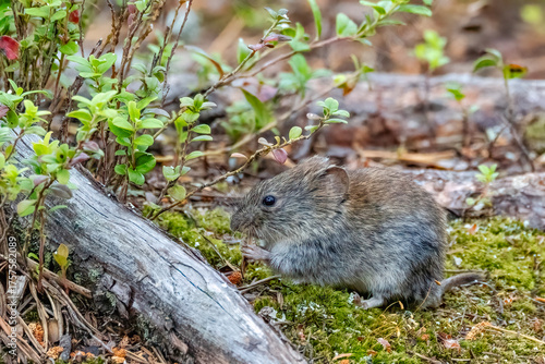 Bank vole