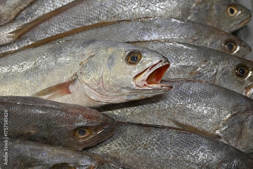 poisson frais au marché