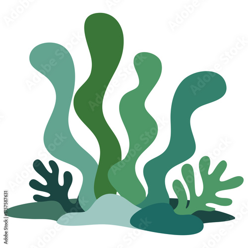 Seaweed botanical drawing vector illustration isolated on white background