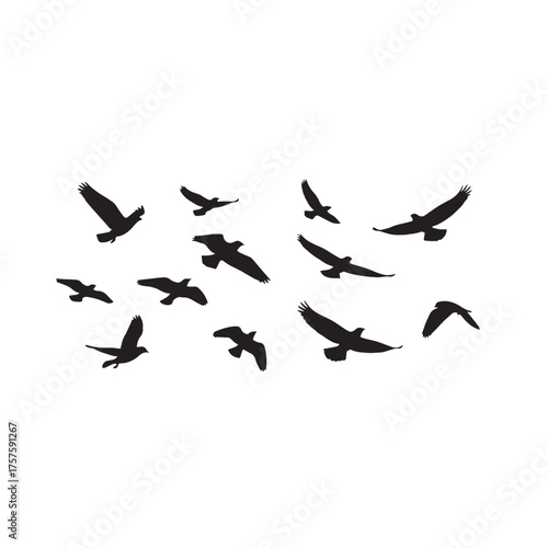 Silhouette of flying birds in various positions, freedom and travel concept, on white background.