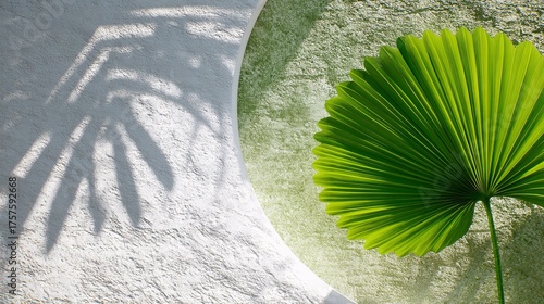 palm leaf large circular and heavily segmented, strong linear pattern, dry weathered texture, muted earth tone green, isolated, casting a distinct sharp graphic shadow onto the white surface, 