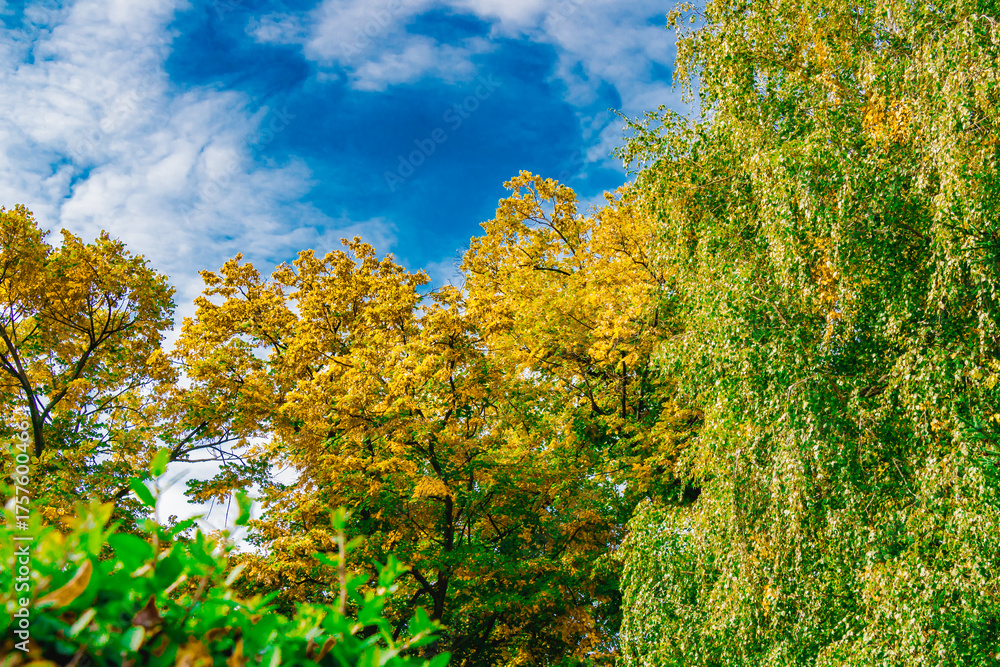 Fototapeta premium Colorful autumn trees with yellow and green foliage under bright blue sky and scattered white clouds