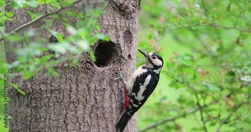 Close-up of a female great spotted woodpecker feeding chick in a tree hole in spring, UK