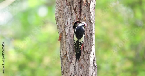Close-up of a male great spotted woodpecker feeding chick in a tree hole in spring, UK.
