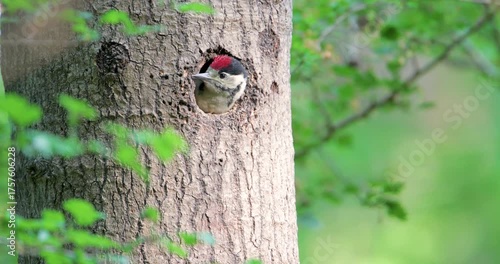 Great spotted woodpecker chick sitting in a tree hole in spring, UK