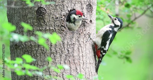 Close-up of a female great spotted woodpecker feeding chick in a tree hole in spring, UK