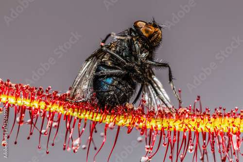 Macro image of a blue bottle fly, Calliphora vomitoria,  caught by the sticky tentacles of a Cape Sundew plant, Drosera capensis taken in Dorset, England, UK