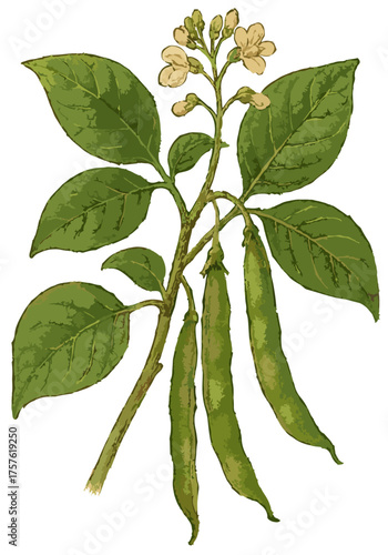 Phaseolus vulgaris
