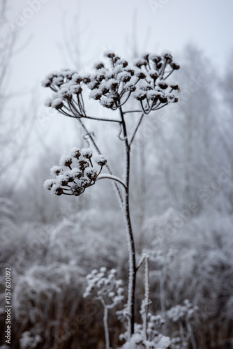 Dry, ground elder stems covered in hoar. Rime on the aegopodium podagraria flowers in the frosty morning.