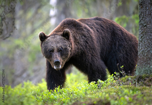 Fototapeta Naklejka Na Ścianę i Meble -  Wild brown bear ( Ursus arctos )