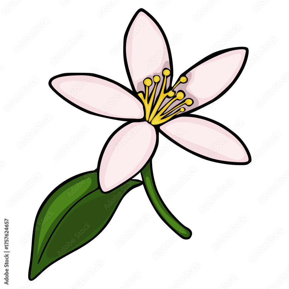 Naklejka premium A delicate vector illustration of a light pink citrus tangerine blossom with yellow stamens and a single green leaf on a white background, showcasing botanical beauty.
