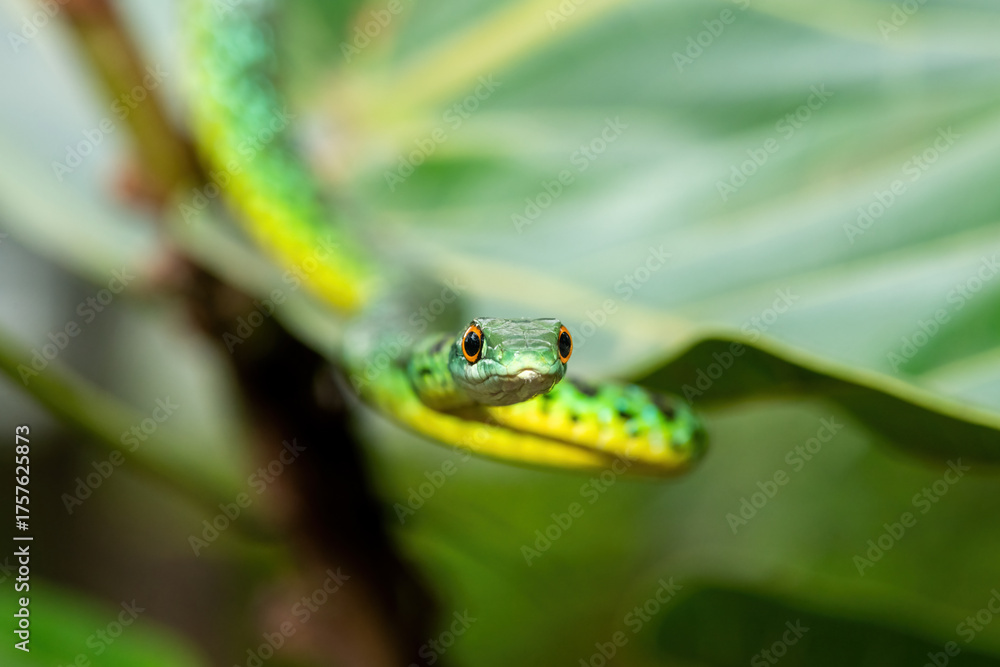Fototapeta premium An adorable Spotted Bush Snake (Philothamnus semivariegatus) climbing a small tree – Non-venomous endemic African reptile