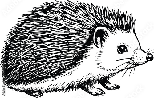 Vector art of black and white hedgehog illustration engraving art design