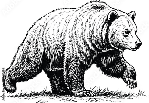 Vector art of grizzly bear walking on grass, engraving art design