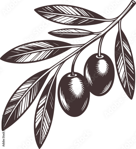 Black and white olive branch with fruit olives leaves
