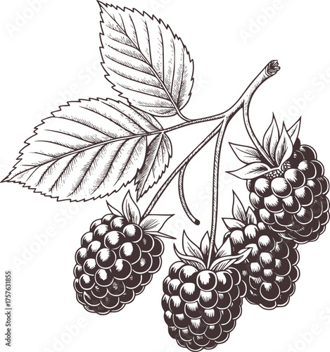 Blackberries on branch with leaves fruit nature