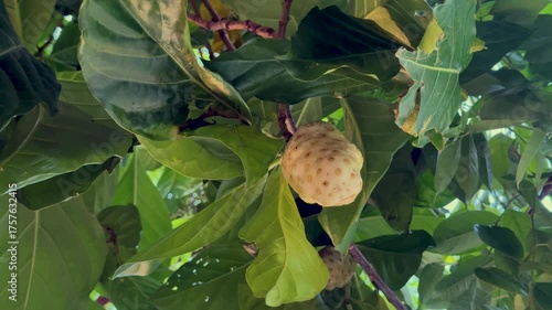 árbol de noni