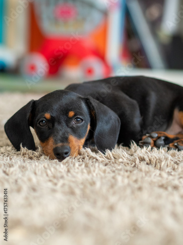 cute puppy of black dachshund, little dog at home