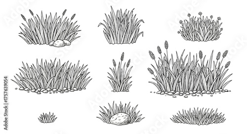 Set of Hand-Drawn Outline Grass, Reeds, and Wetland Plants Illustrations – Natural Botanical Elements for Design Projects and Decorative Purposes with Organic Forms