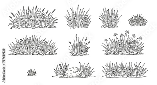 Hand-Drawn Botanical Grass and Reed Clusters with Stones