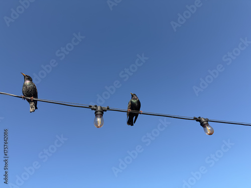 Starlings among string lights. Sturnus vulgaris
