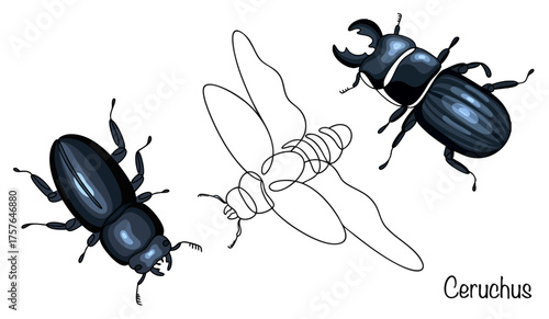 Ceruchus