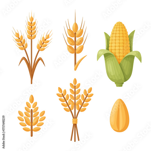 Harvest bounty  wheat, corn, and grains for autumn designs