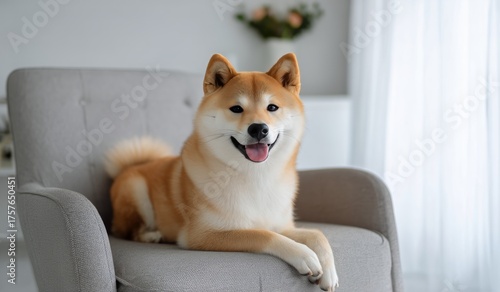 Happy Shiba Inu Relaxing on a Cozy Chair in a Bright Indoor Setting During th...