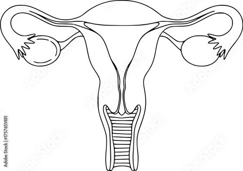 Female Reproductive System: Simple Line Art Medical Illustration