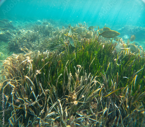 The new Tabarca island opposite Santa Pola Alicante province Spain the marine reserve underwater view