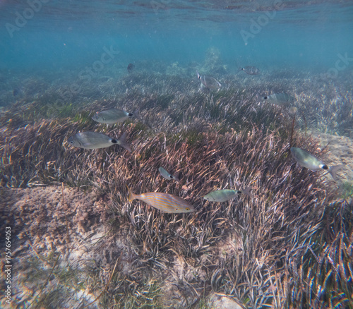 The new Tabarca island opposite Santa Pola Alicante province Spain the marine reserve underwater view